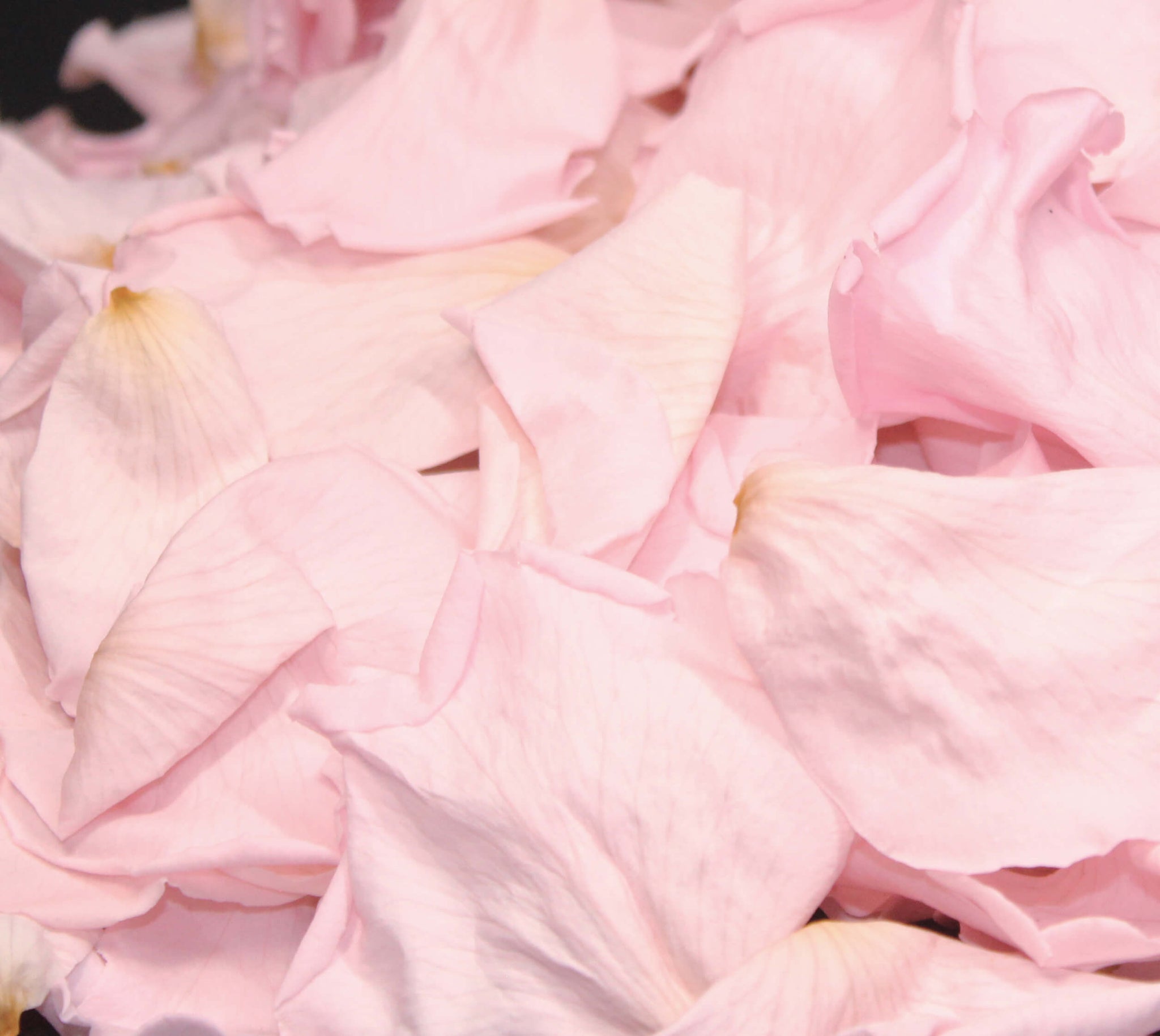Wedding Petals Confetti - Pink Real Petals Tube
